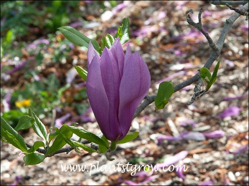 red purple flowers